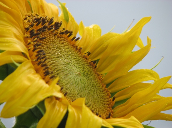 sunflower, gator, garden 015